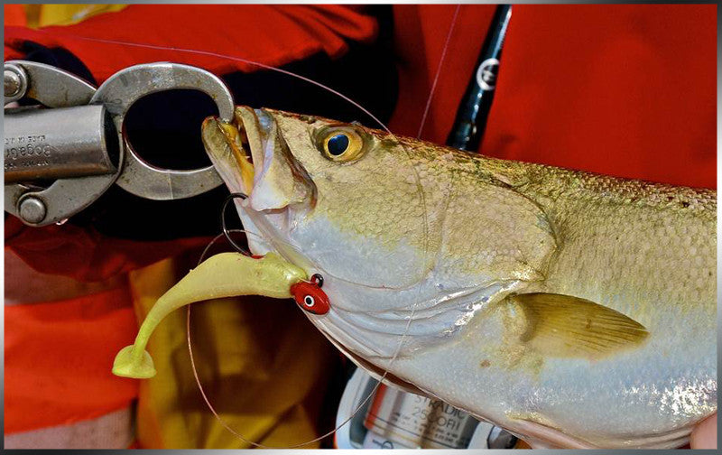 Project X Saucertail Swimbait 3"
