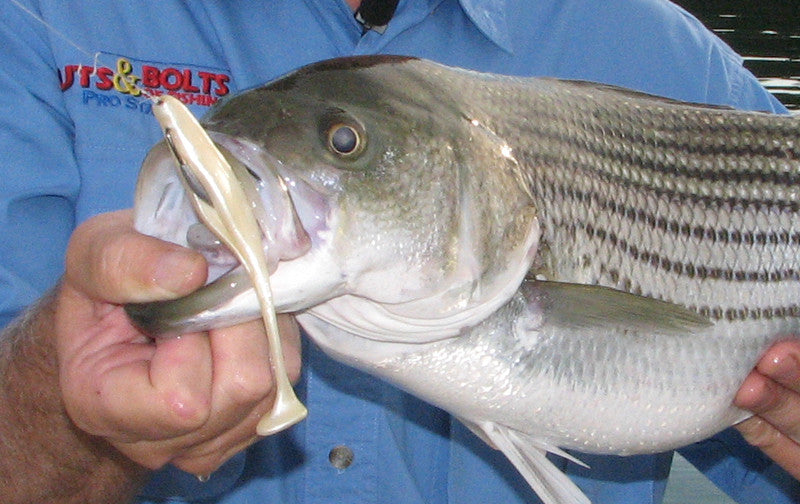 Project X Saucertail Swimbait 5"